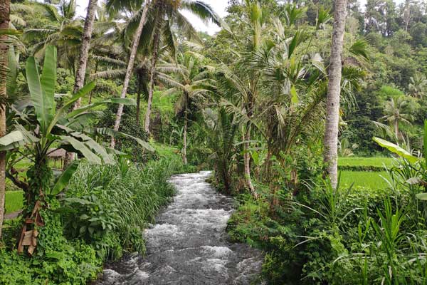 bali-rice-fields-nature-subak-water-irrigation