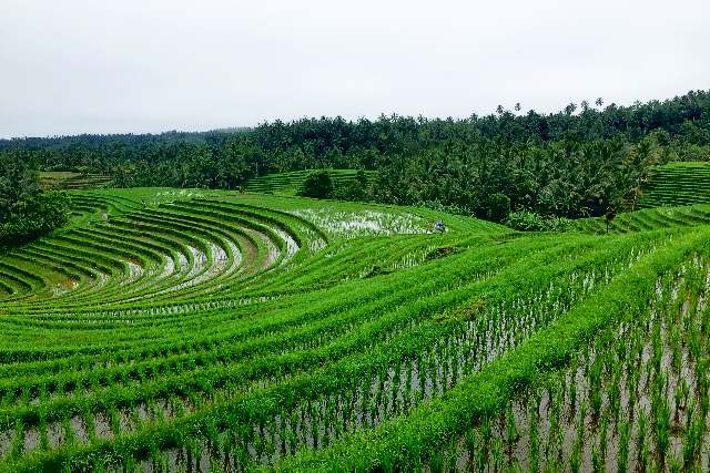 rice terrace batu karu gunung salak