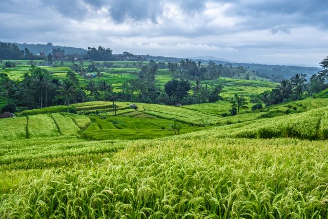 jatiluwih rice terrace bali unesco