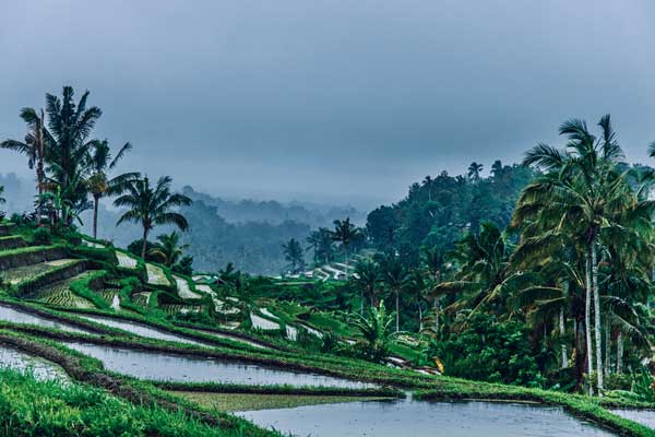 Jatiluwih Rice Terraces Unesco