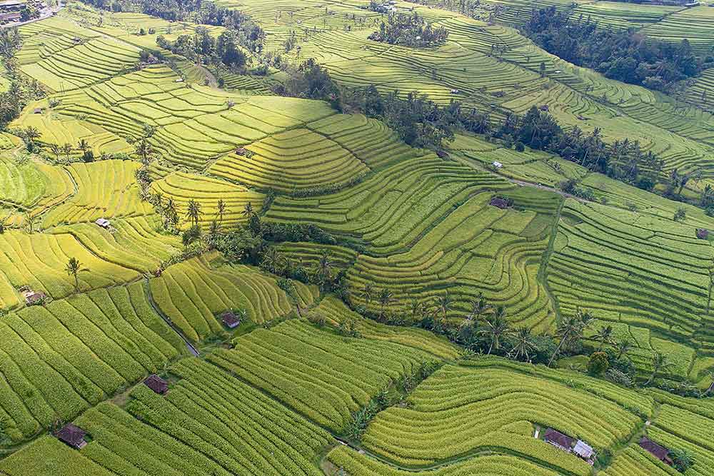 Jatiluwih Rice Terraces