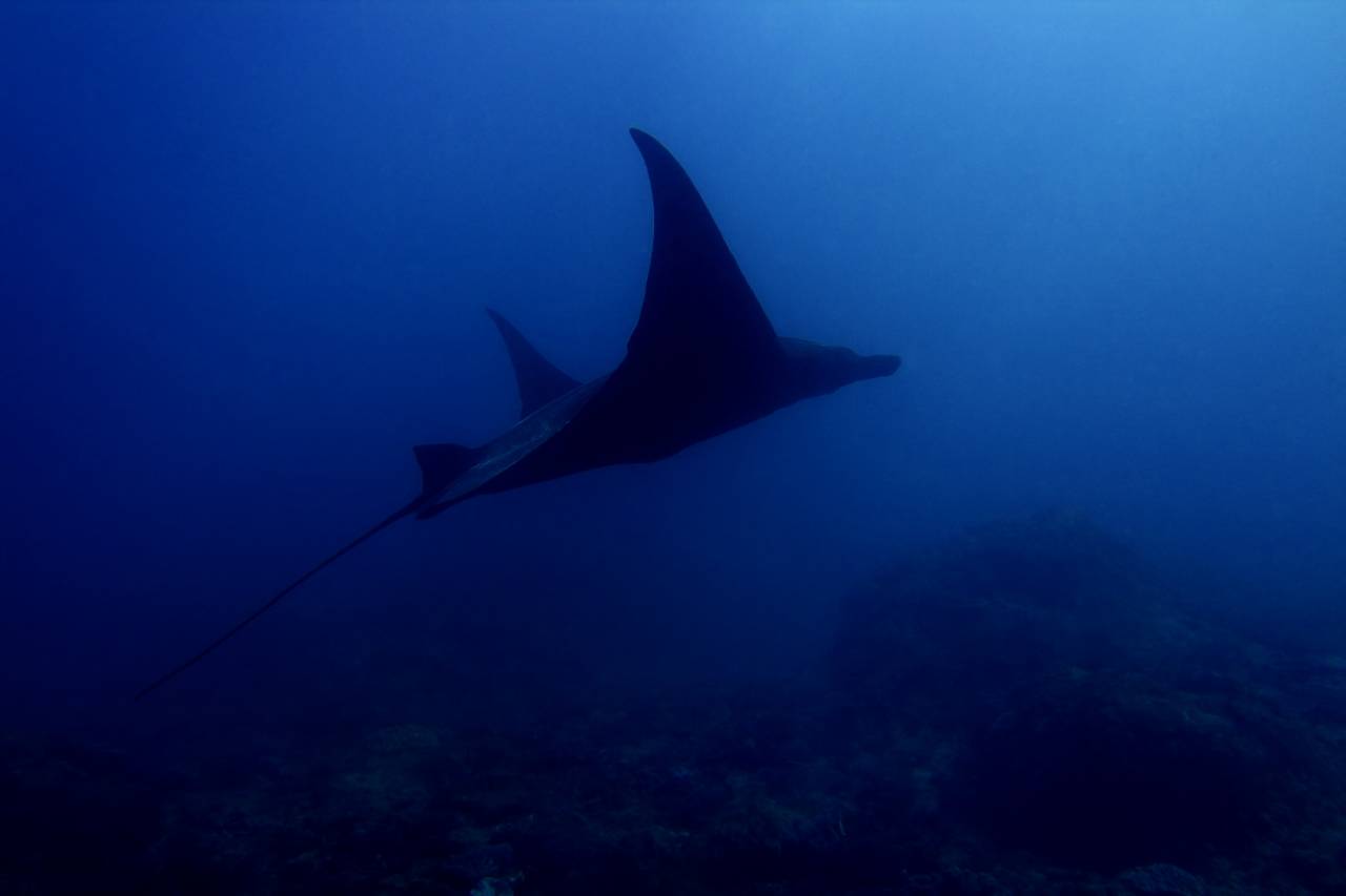 Manta Ray Penida