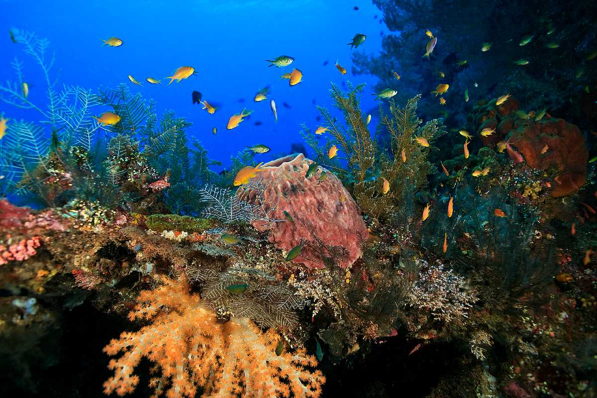 Scuba Diving Coral Reef
