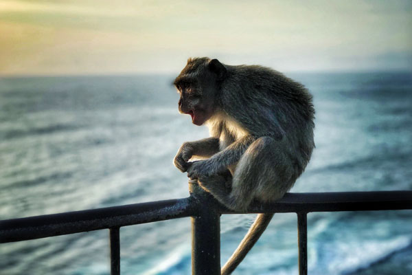 A monkey sitting on a fence in Uluwatu temple