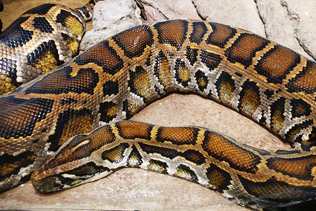 burmese pythin bali wikimedia