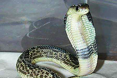 javan spitting cobra bali